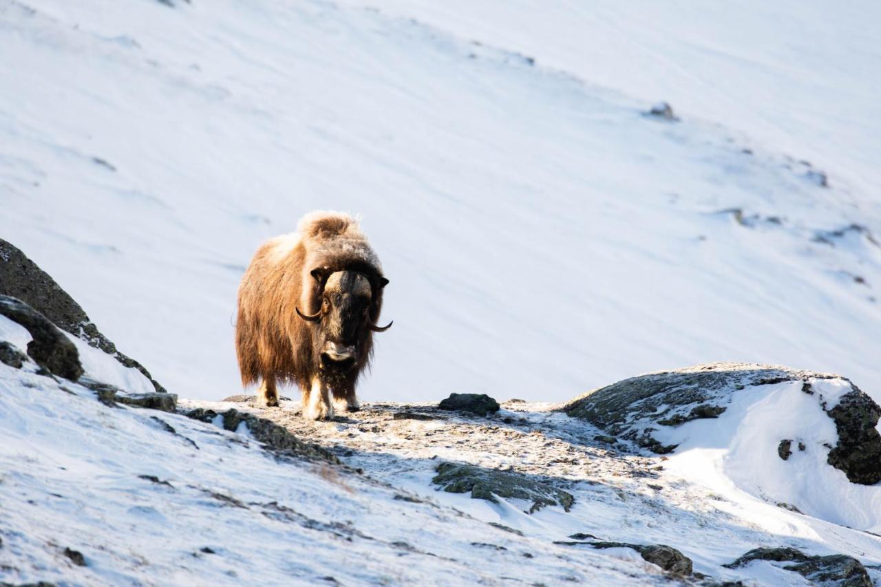 Rondane River Lodge - Rondane Gjestegard Enden エクステリア 写真