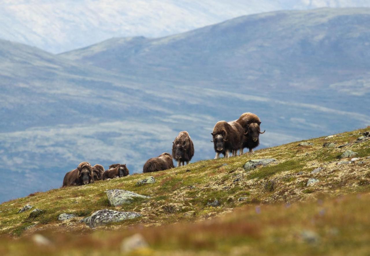 Rondane River Lodge - Rondane Gjestegard Enden エクステリア 写真