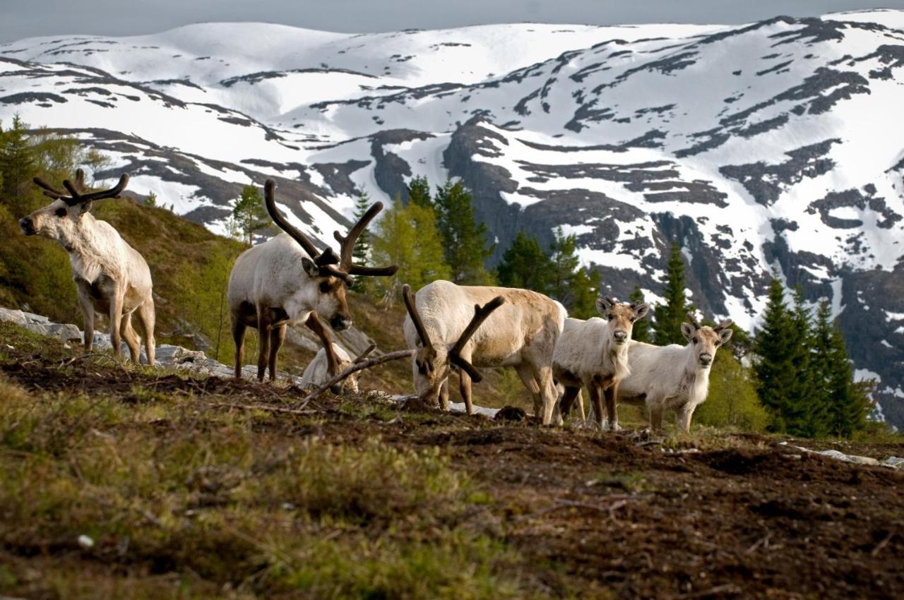 Rondane River Lodge - Rondane Gjestegard Enden エクステリア 写真
