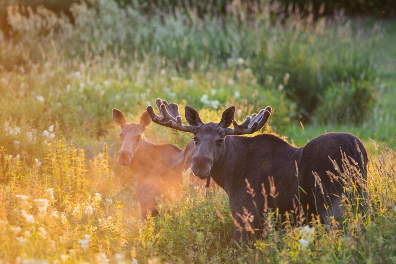 Rondane River Lodge - Rondane Gjestegard Enden エクステリア 写真